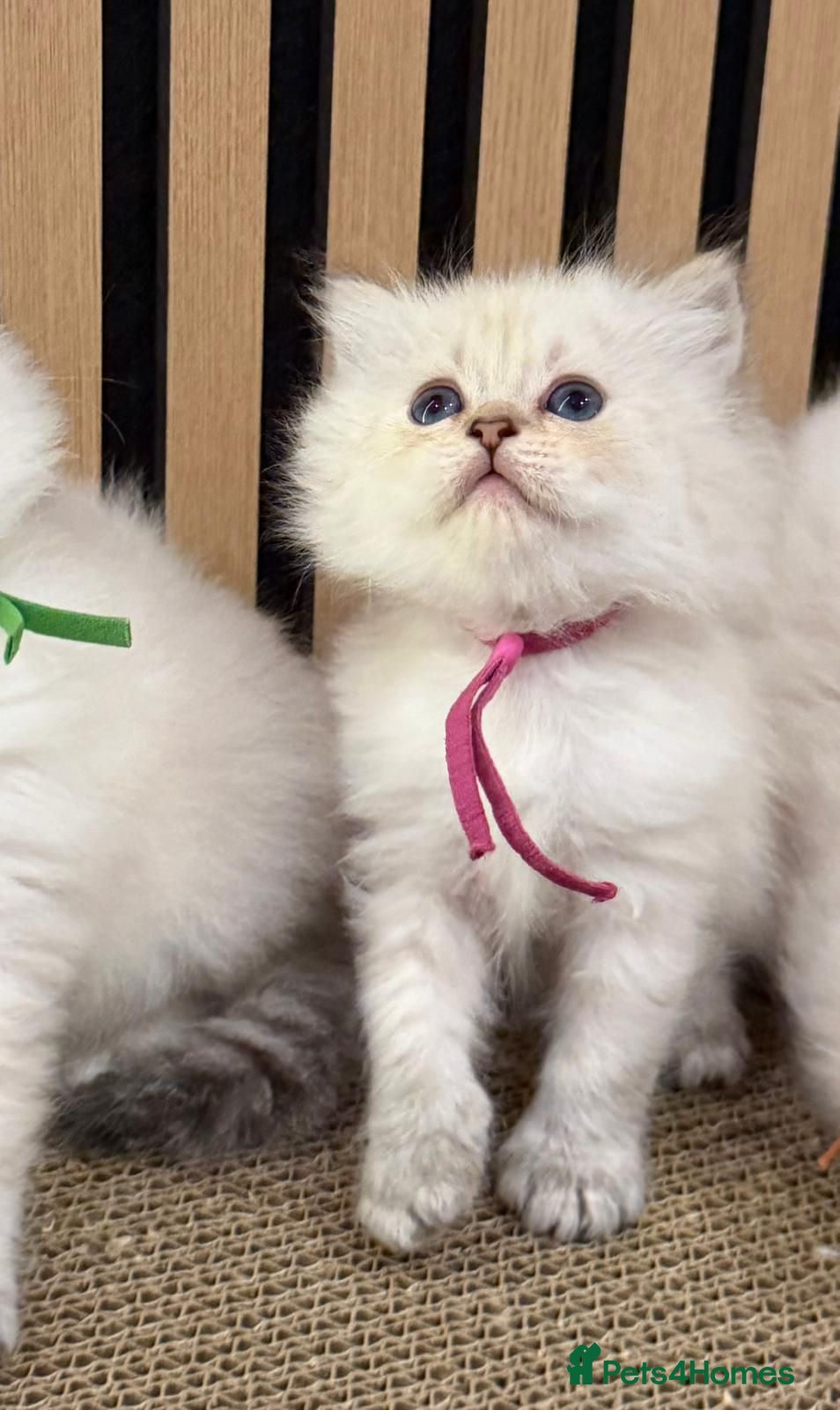 British Longhair cats PURE-Beautiful British kittens female long hair  - Advert 9