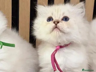 British Longhair cats PURE-Beautiful British kittens female long hair - Advert 9