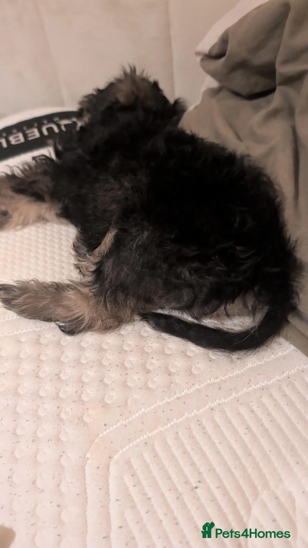 Mixed Breed dogs for sale: Schnoodle  in Torquay - Advert 7