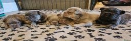 French Bulldog dogs for stud: Lilac and tan carrying cream, testable &amp; fluffy in Motherwell - Advert 5