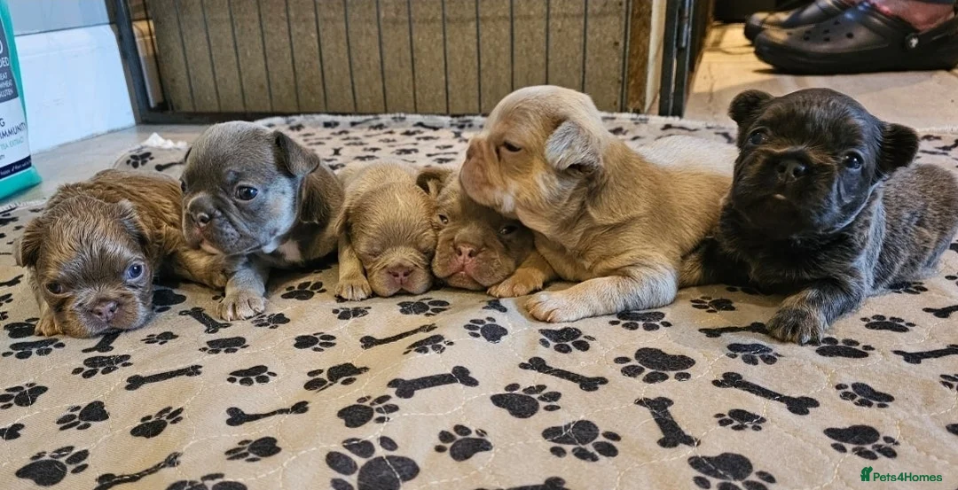 French Bulldog dogs for stud: Lilac and tan carrying cream, testable & fluffy in Motherwell - Advert 5