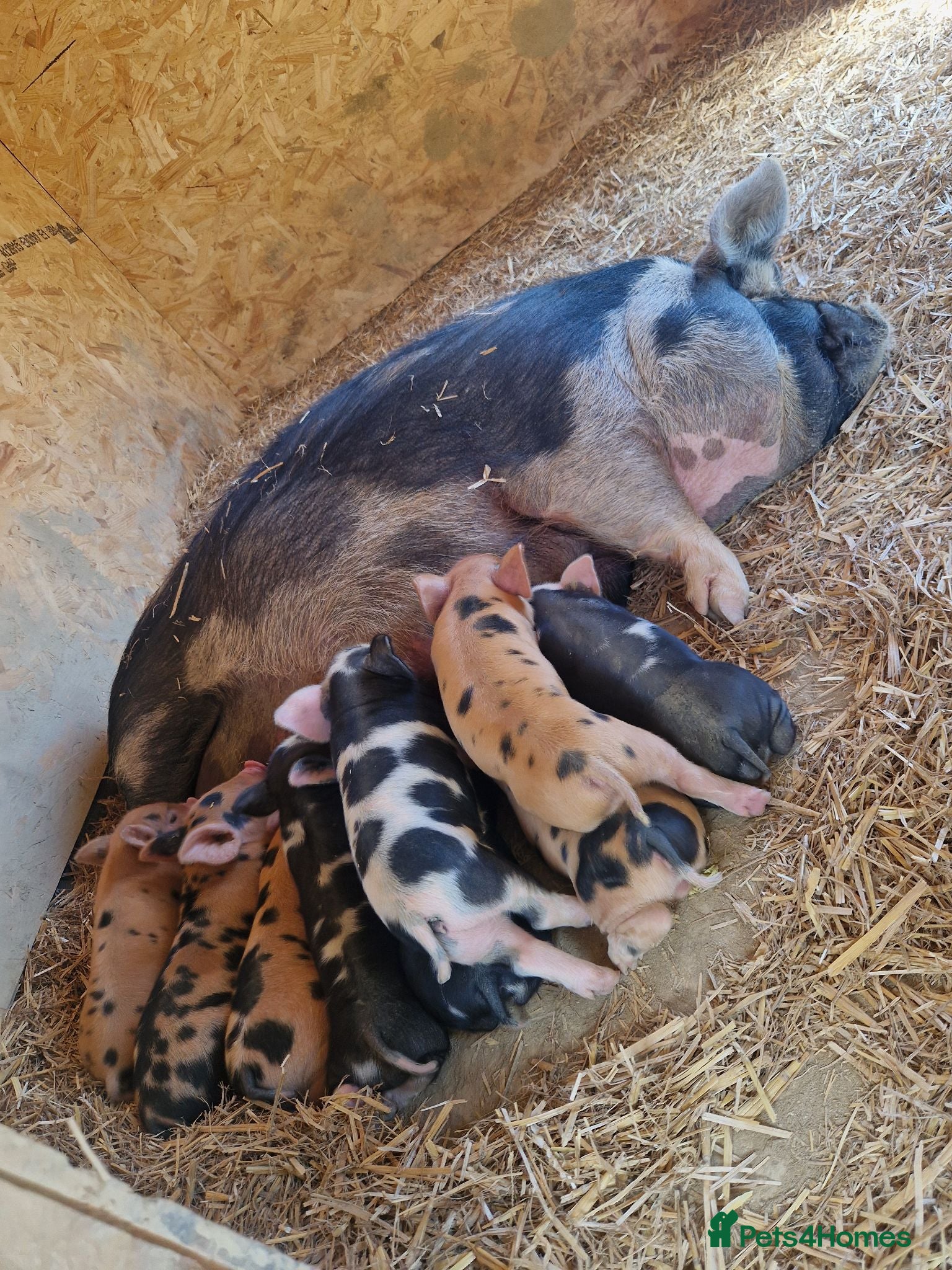 Pig livestock Piglets - Advert 9