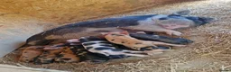 Pig livestock for sale: Piglets - Advert 1