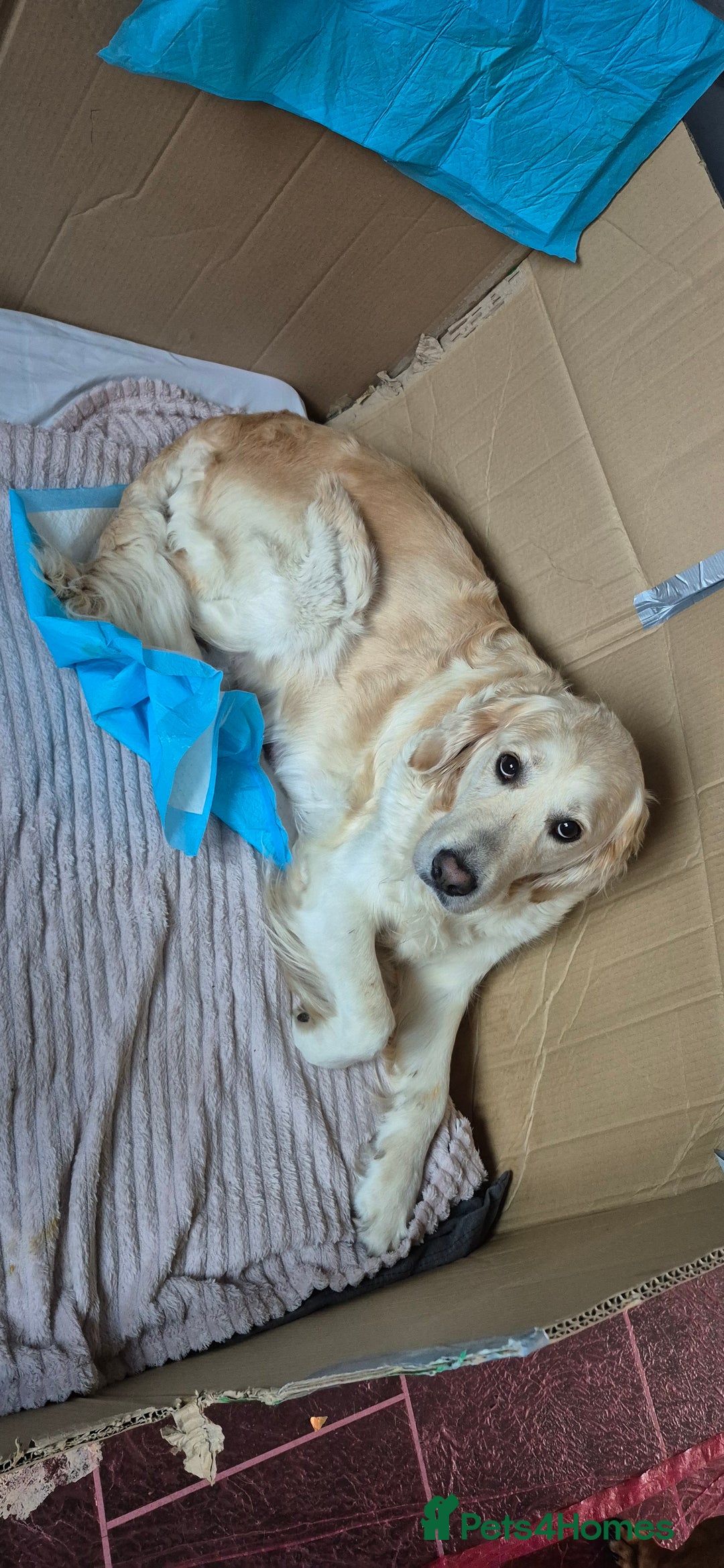 Golden Retriever dogs for sale: Golden retriever beautiful cream puppies - Advert 3