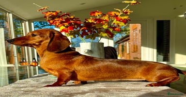 Miniature Dachshund dogs Pixie: The Little Dog Who Escaped the Darkness - Advert 8