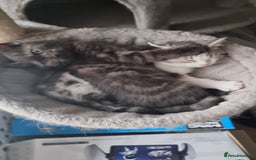 Persian cats for sale: A loveable Persian kitten - Image 4