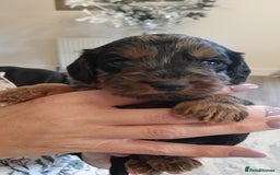 Cockapoo dogs for sale: Cockapoo puppies f1 Rare exceptional litter!!!!♥️ - Image 14