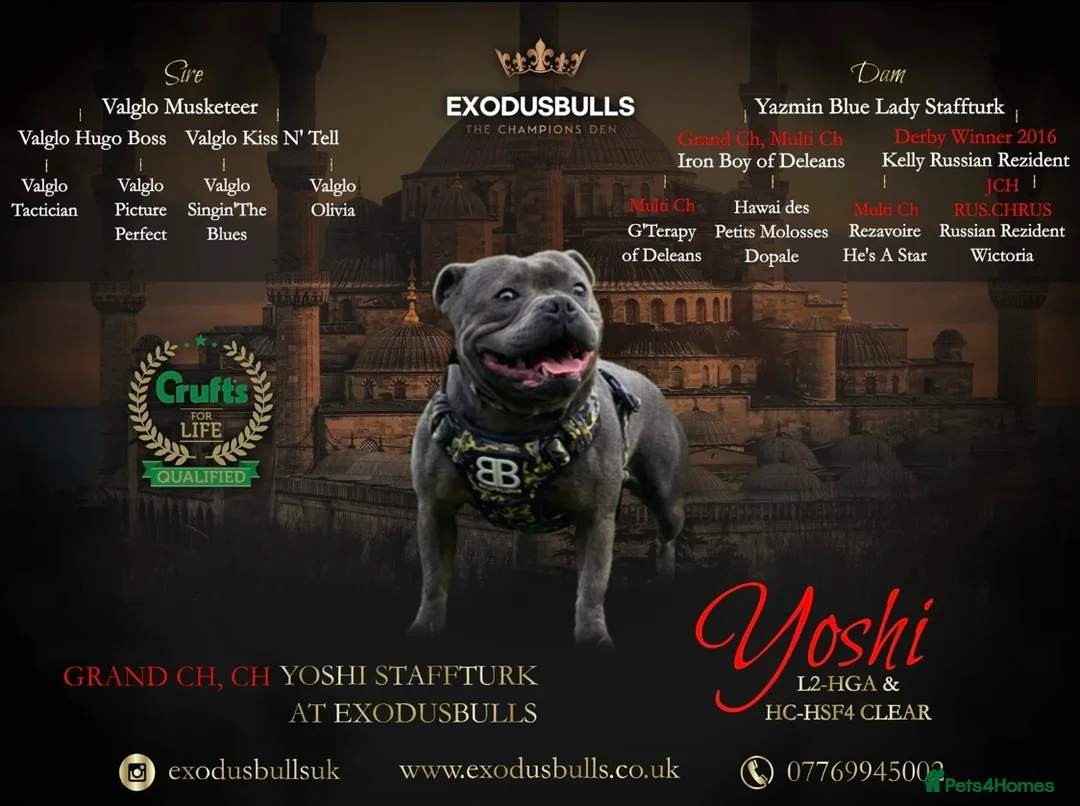 Staffordshire Bull Terrier dogs for sale: TRUE TO TYPE BLUE STAFFORDSHIRE BULL TERRIER PUPS - Advert 29