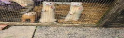 Ferret rodents for sale: Young Ferrets 14+ weeks  in Yelverton - Advert 6