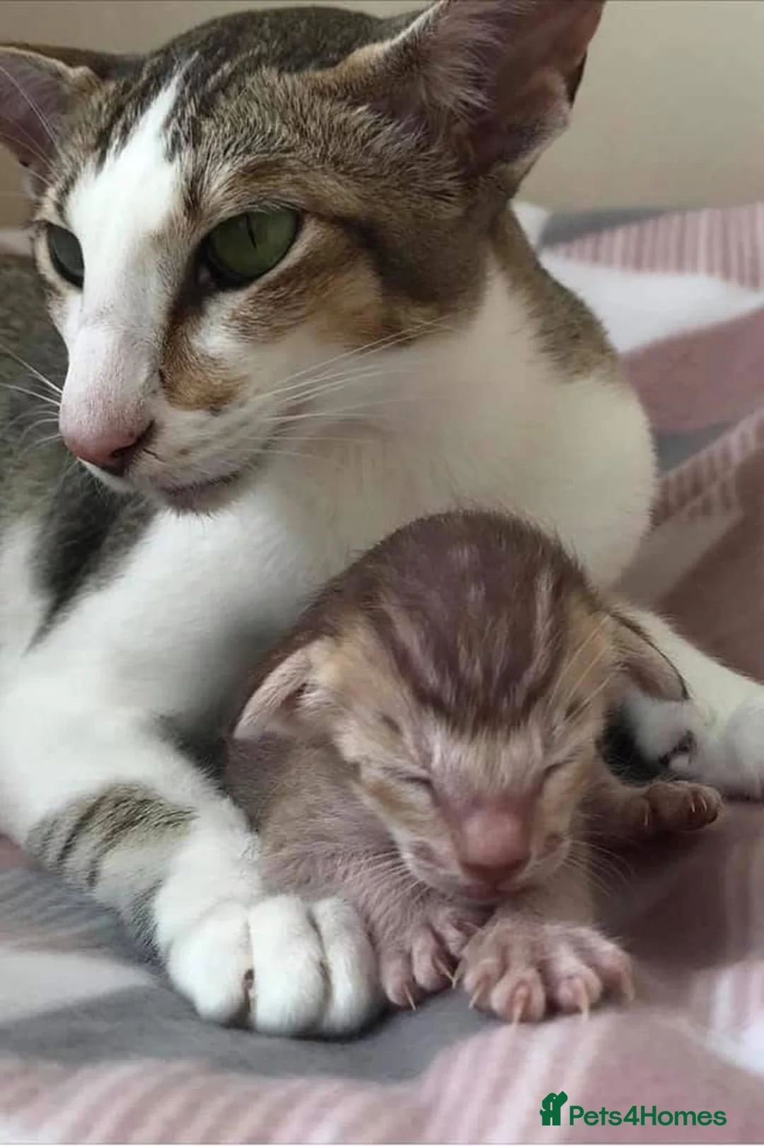 Oriental cats for adoption: Oriental ex queen looking for loving home - Advert 2