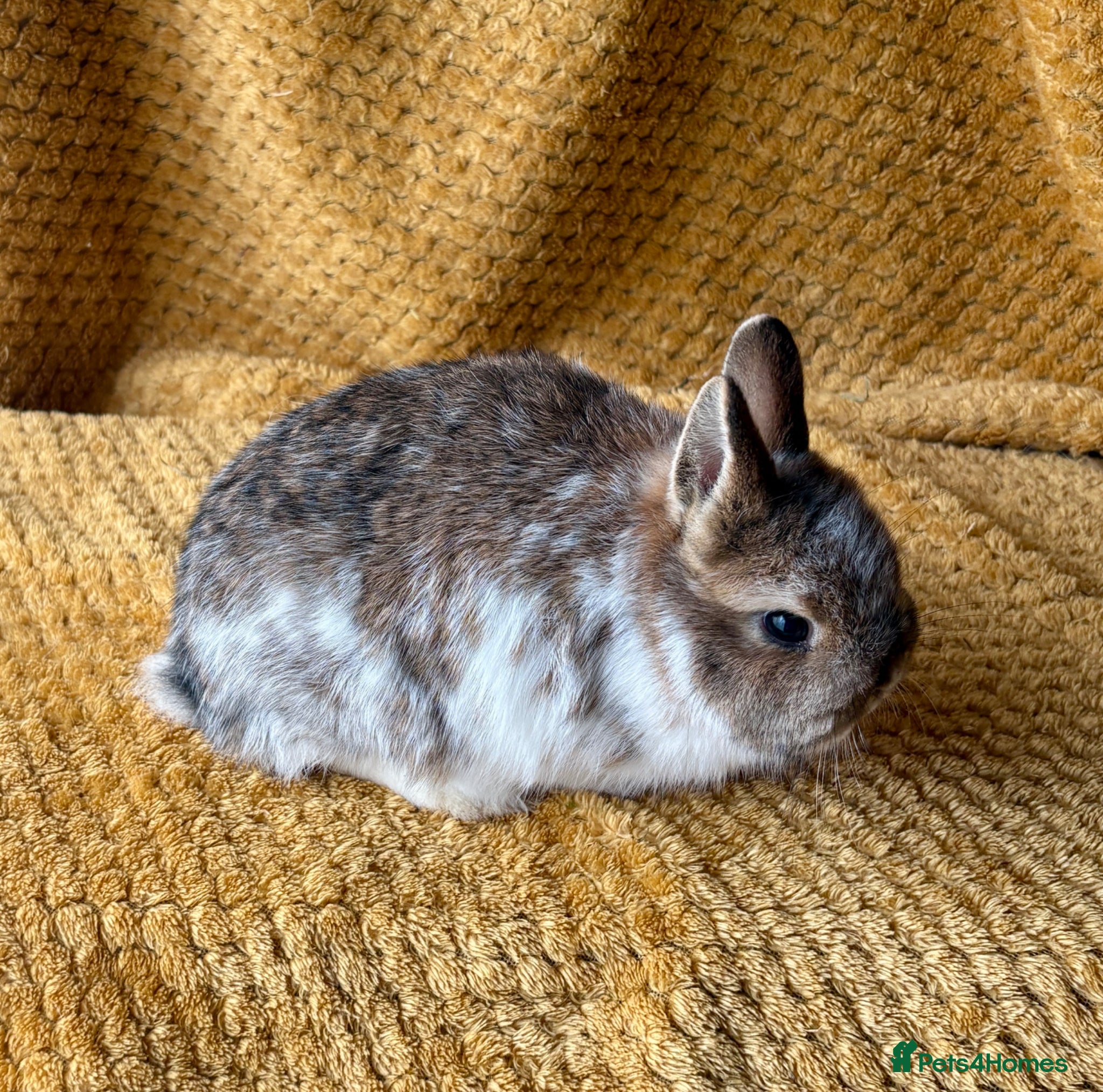 Netherland Dwarf rabbits Gorgeous Netherland dwarves  - Advert 2