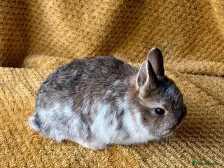 Netherland Dwarf rabbits Gorgeous Netherland dwarves - Advert 11