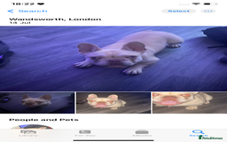 French Bulldog dogs for sale: Green eyes , blonde frenchie girl  - Image 3