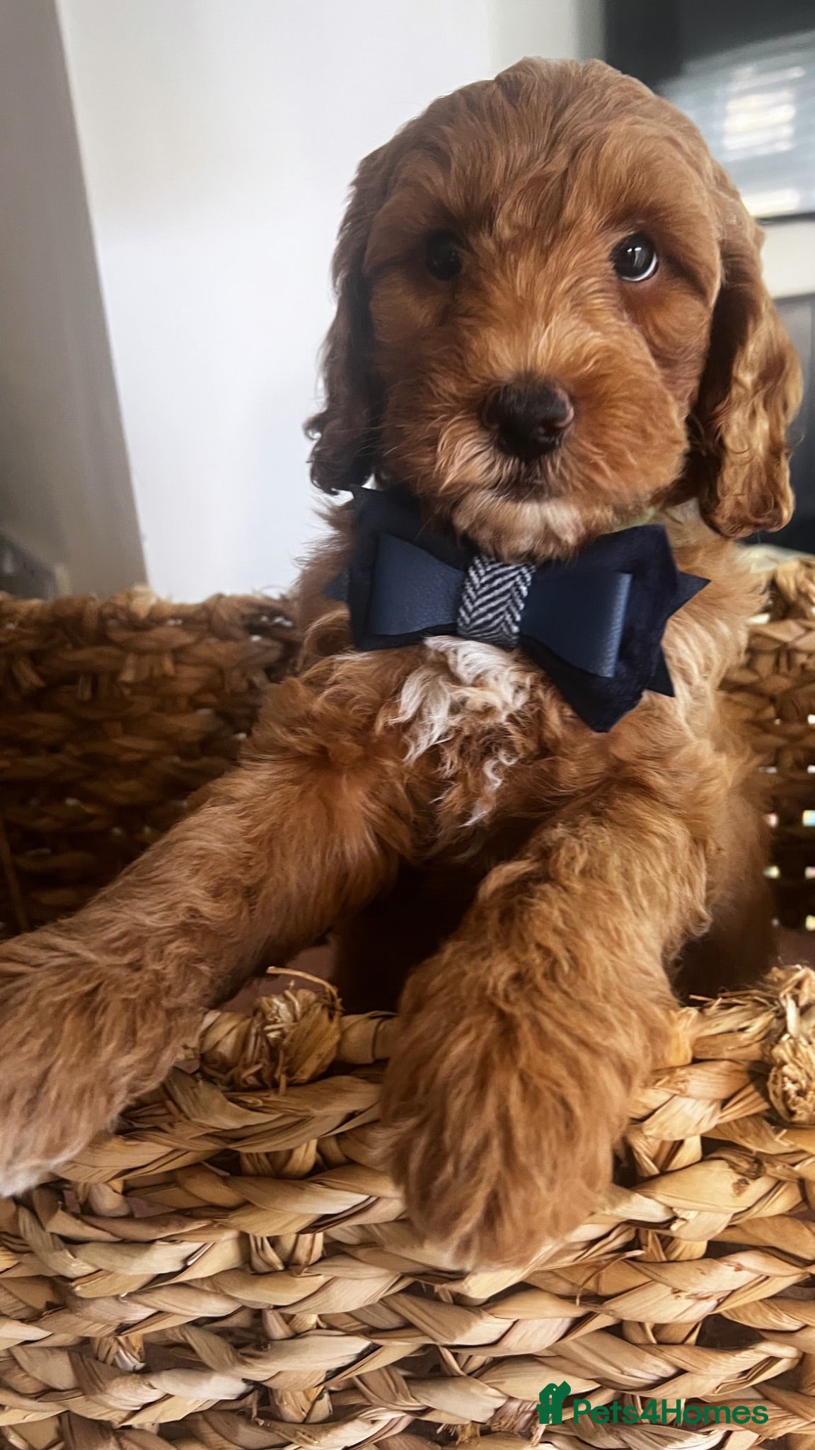 Australian Labradoodle dogs Absolutely outstanding Australian Labradoodle 🐾 - Advert 3