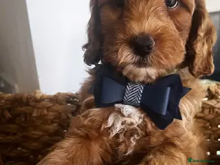 Australian Labradoodle dogs Absolutely outstanding Australian Labradoodle 🐾 - Advert 1