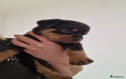 Rottweiler dogs for sale: KC Rottweiler Puppies - Image 8