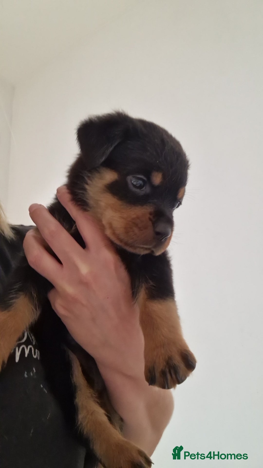 Rottweiler dogs for sale: KC Rottweiler Puppies - Image 8