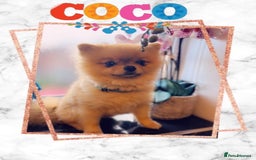 Pomeranian dogs for stud: 🎃EXPERIENCED👑KING ZIGGY & PRINCE COCO🏆STUD Boys in Bedford - Image 2