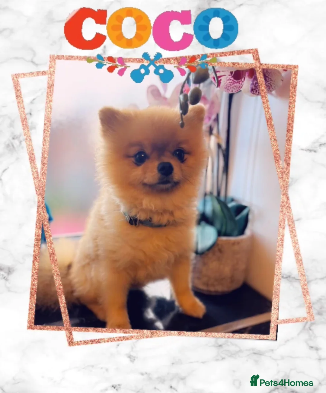 Pomeranian dogs for stud: 💙✨BLUE EYES & Hazel 👀 Poms 🐶EXPERIENCED STUDS🏆 in Bedford - Advert 17