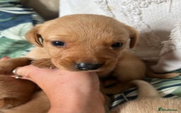 Cockerdor dogs for sale: Fox Red & Golden Labrador cross Cockerdor Puppies  - Image 15
