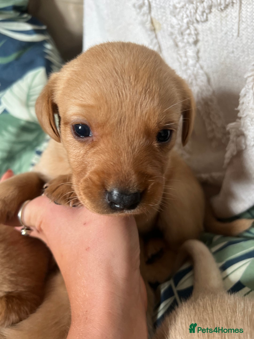 Cockerdor dogs for sale: Fox Red & Golden Labrador cross Cockerdor Puppies  - Image 15