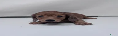 Miniature Dachshund 4
