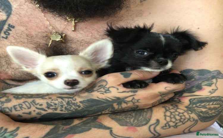 Chihuahua dogs - Advert 1