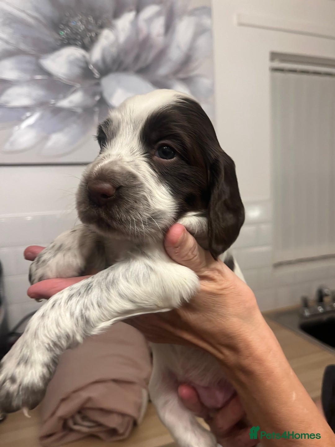 Cocker Spaniel dogs for sale: BEAUTIFUL COCKER SPANIEL PUPS - Advert 17