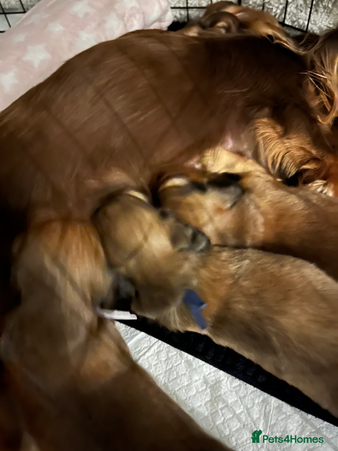 Miniature Dachshund dogs for sale: Family owned miniature longhaired dachshunds - Image 16