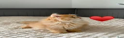 British Longhair cats for sale: Golden British BLH and BSH kittens  - Advert 6