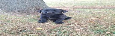 Labrador Retriever 1
