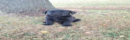 Labrador Retriever dogs for sale: Stunnning KC registered puppies. Ready to leave. - Advert 29
