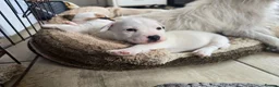 Jack Russell dogs for sale: Jack Russell puppies 🐶  - Advert 4