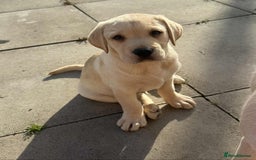 Labrador Retriever dogs for sale: Chunky Labradors ready now - Image 15