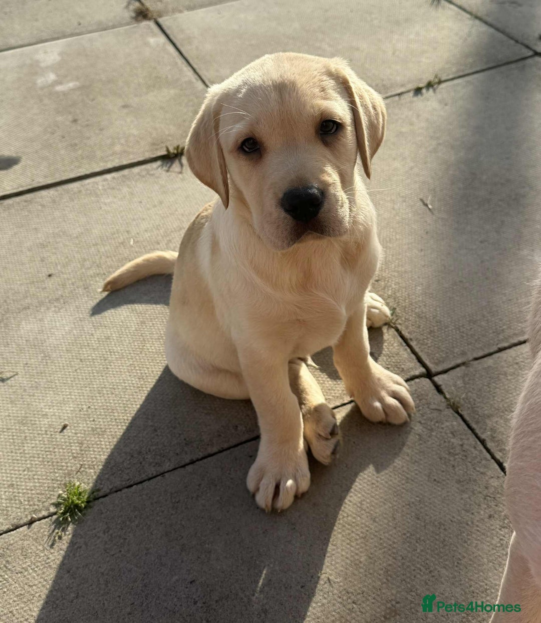 Labrador Retriever dogs for sale: Chunky Labradors ready now - Image 15