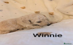 Standard Poodle dogs for sale: Standard poodles - Image 25