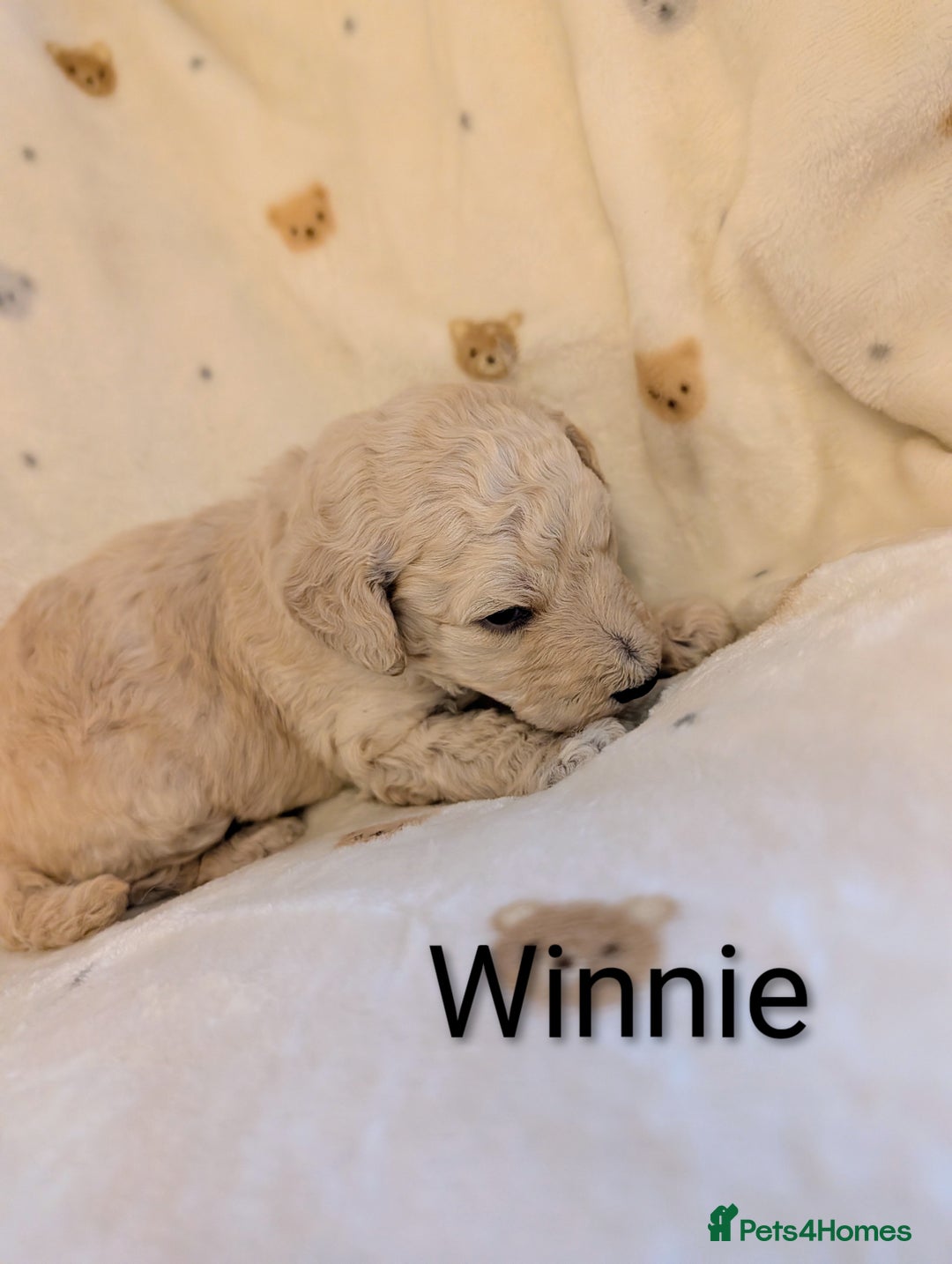 Standard Poodle dogs for sale: Standard poodles - Image 25