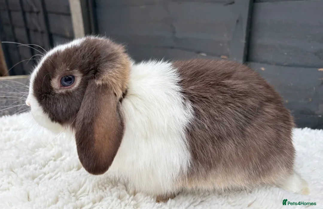 Mini Lop rabbits for sale: Boy Mini Lops looking for their forever home  🐰 - Advert 5