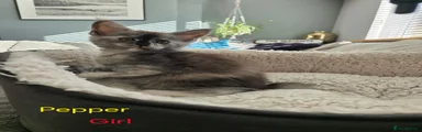 Maine Coon 4