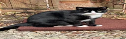 Domestic Shorthair cats for sale: 🐾 LOVING HOME NEEDED 🐾 in Retford - Advert 2