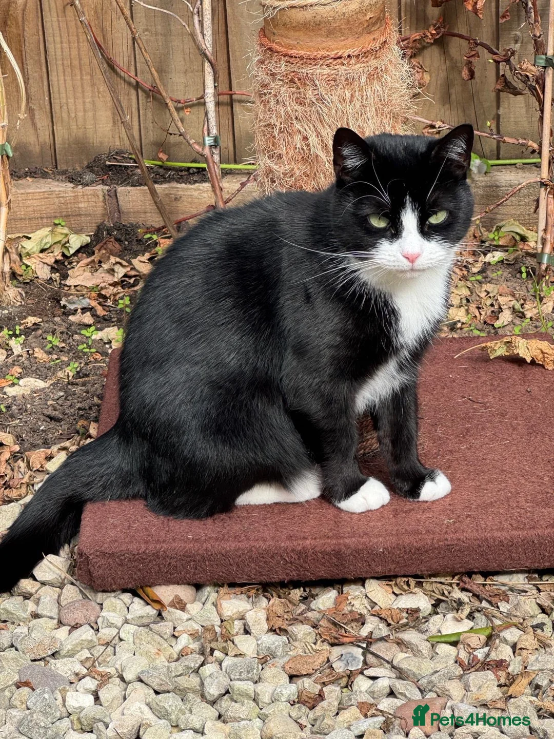 Domestic Shorthair cats for sale: 🐾 LOVING HOME NEEDED 🐾 in Retford - Advert 2