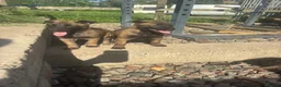 Belgian Shepherd Dog dogs for sale: True to type Belgian Malinois Pups  - Advert 7