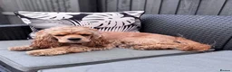 Cockapoo dogs for sale: American cockapoo from health tested parents - Advert 9