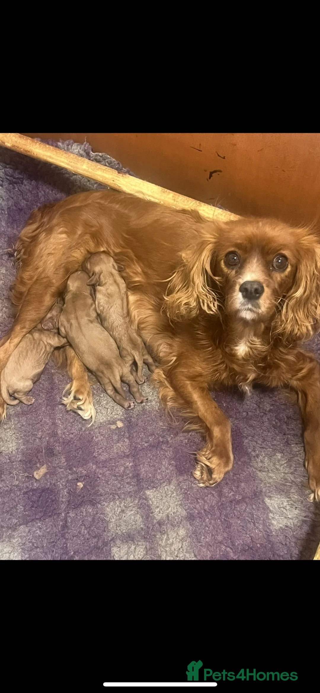 Cavalier King Charles Spaniel dogs for sale: Beautiful King Charles cavalier pups 🐶 - Advert 23