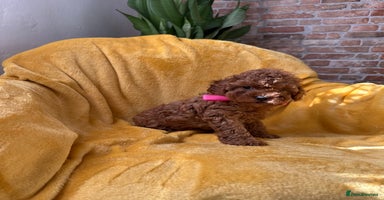 Toy Poodle dogs - Advert 14