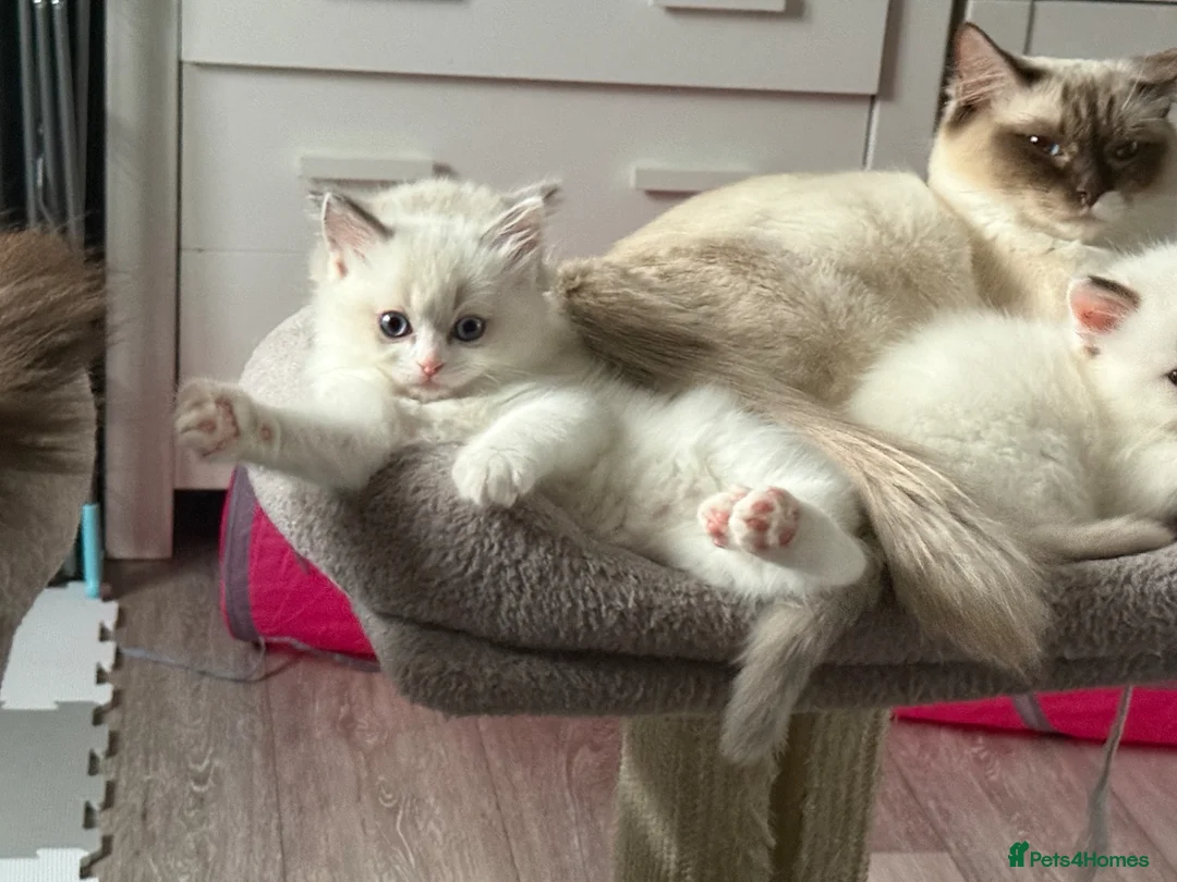 Ragdoll cats for sale: Top QualityRagdolls💙Rare Boy+ 2Blue BicolourGirls in Sunbury-on-Thames - Advert 1