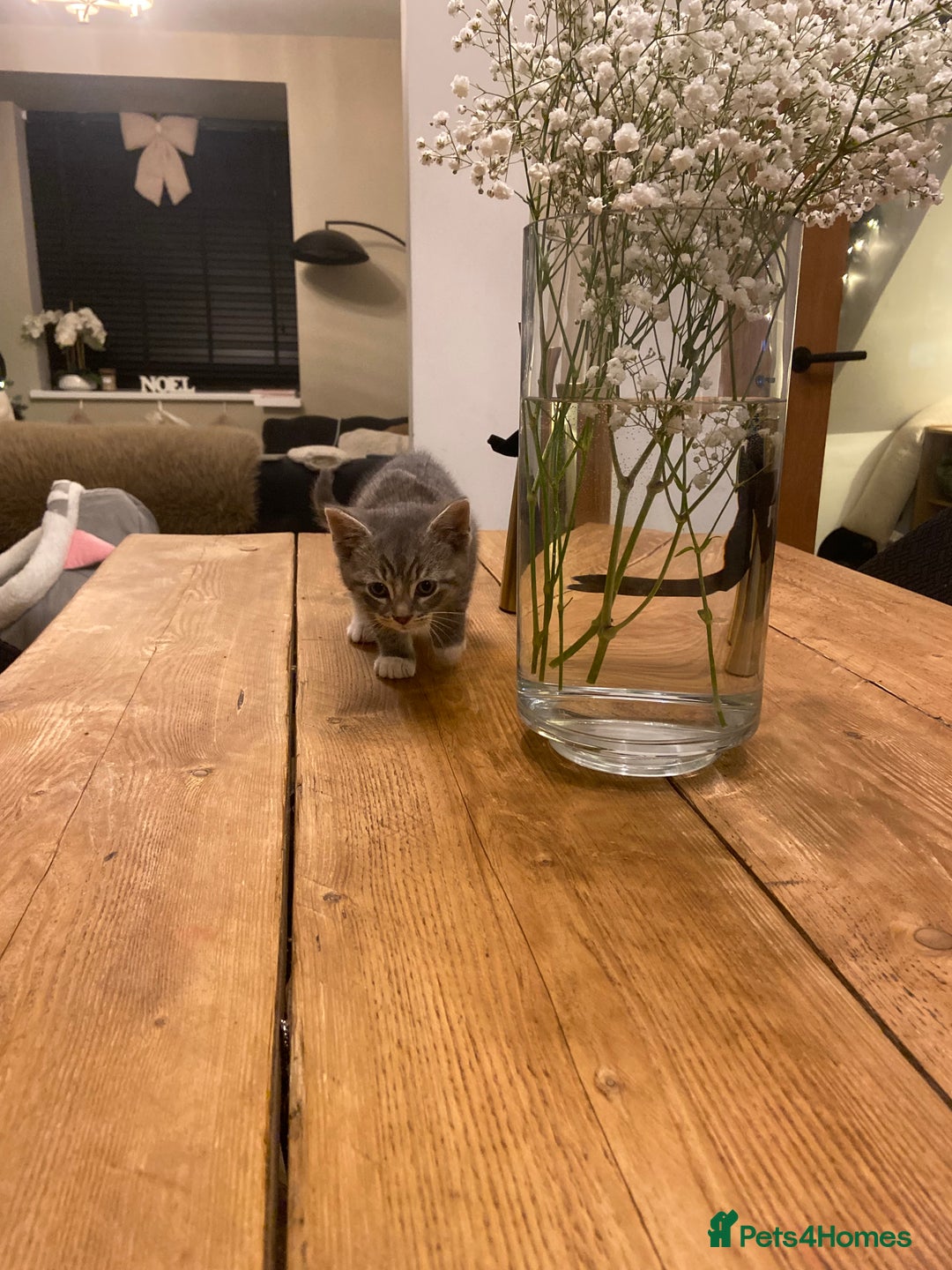 Mixed Breed cats for sale: Beautiful little boy needing his forever home  - Advert 4