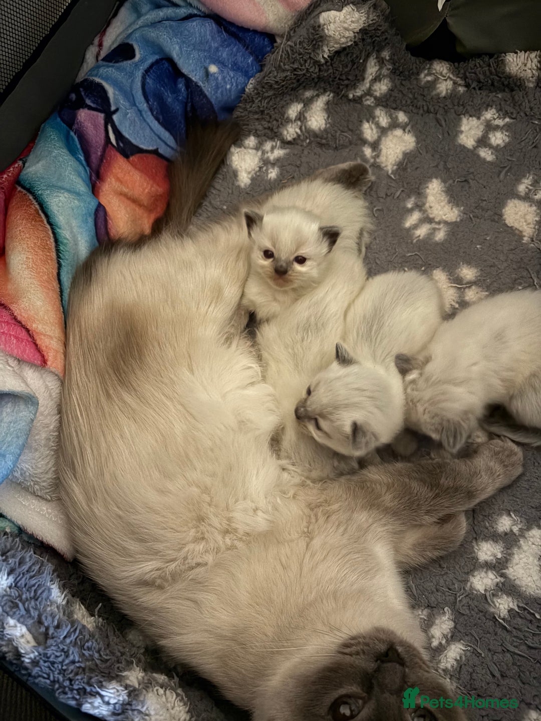 Ragdoll cats for sale: New kittens on the block  - Advert 8