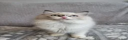 Ragdoll cats for sale: GCCF registered Ragdoll Kittens  - Advert 5