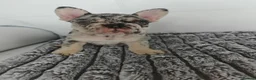 French Bulldog dogs for sale: Beautiful French Bulldog Puppies – Loving  Homes in Watford - Advert 16